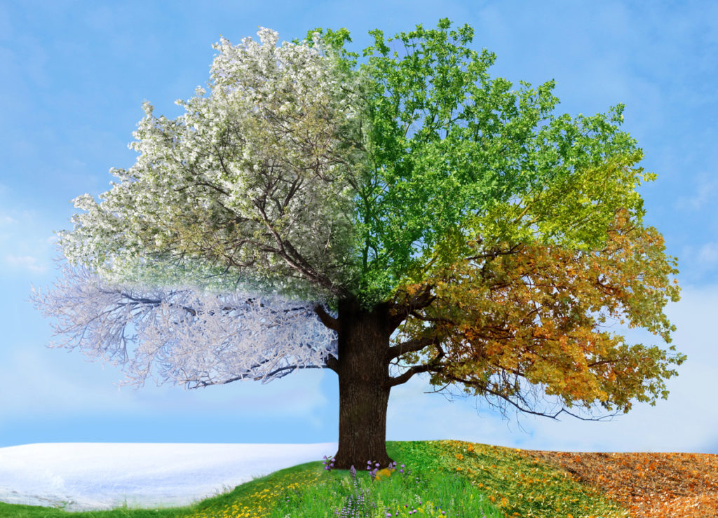 baum baum